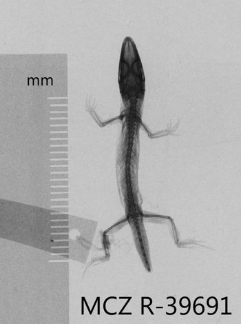 Media type: image;   Herpetology R-39691 Aspect: dorsoventral x-ray